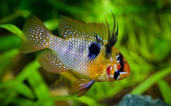 Апистограмма Рамирези (Апистограмма-Бабочка) – аквариумная рыбка сказочного окраса
