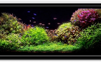 Содержание аквариумных растений: полезные советы