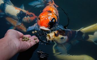 Переедание у рыбок: кормить или не кормить, вот в чем вопрос
