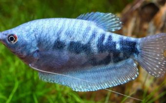 Аквариумная рыбка гурами (Trichogaster)