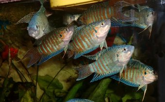Рыбки макроподы – описание, уход, совместимость с другими видами