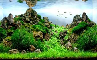 3 самых важных фактора роста аквариумных растений