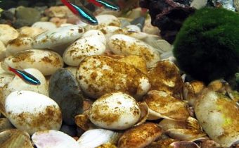 Как очистить камни и декорации в аквариуме от водорослей?