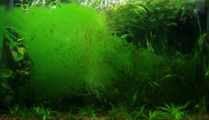 Аквариум с водорослями