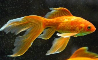 Совместимость скалярий и золотых рыбок