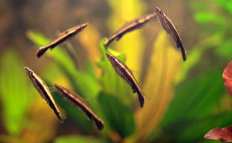 Пецилобрикон — рыбка в невесомости
